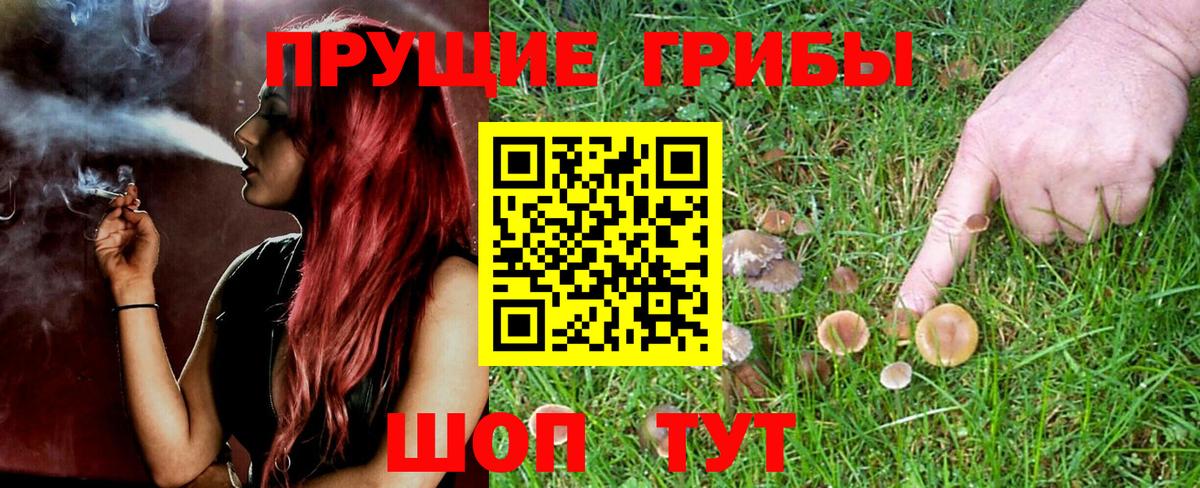 Псилоцибиновые грибы прущие грибы  Вход с VPN  Псилоцибиновые грибы MAGIC MUSHROOMS  где купить наркоту  Карабулак 